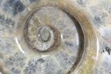 Polished Ammonite Fossil - Amazing Specimen! #77481-4